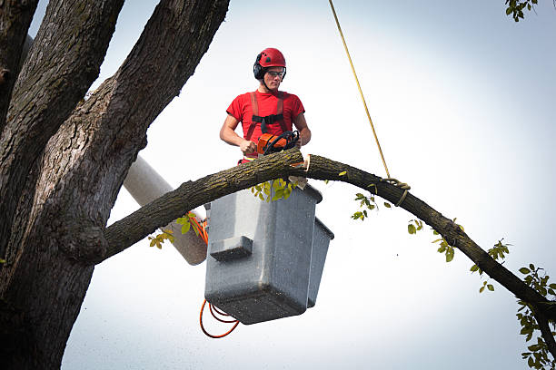 Best Large Tree Removal  in Alturas, CA